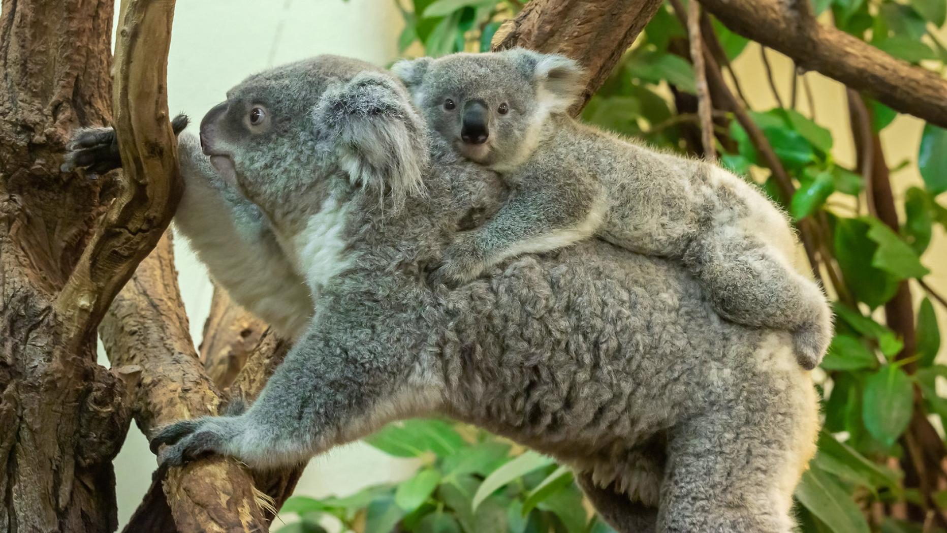 Koala Jungtier Aruma Im Tiergarten Schönbrunn Gestorben Kurier At