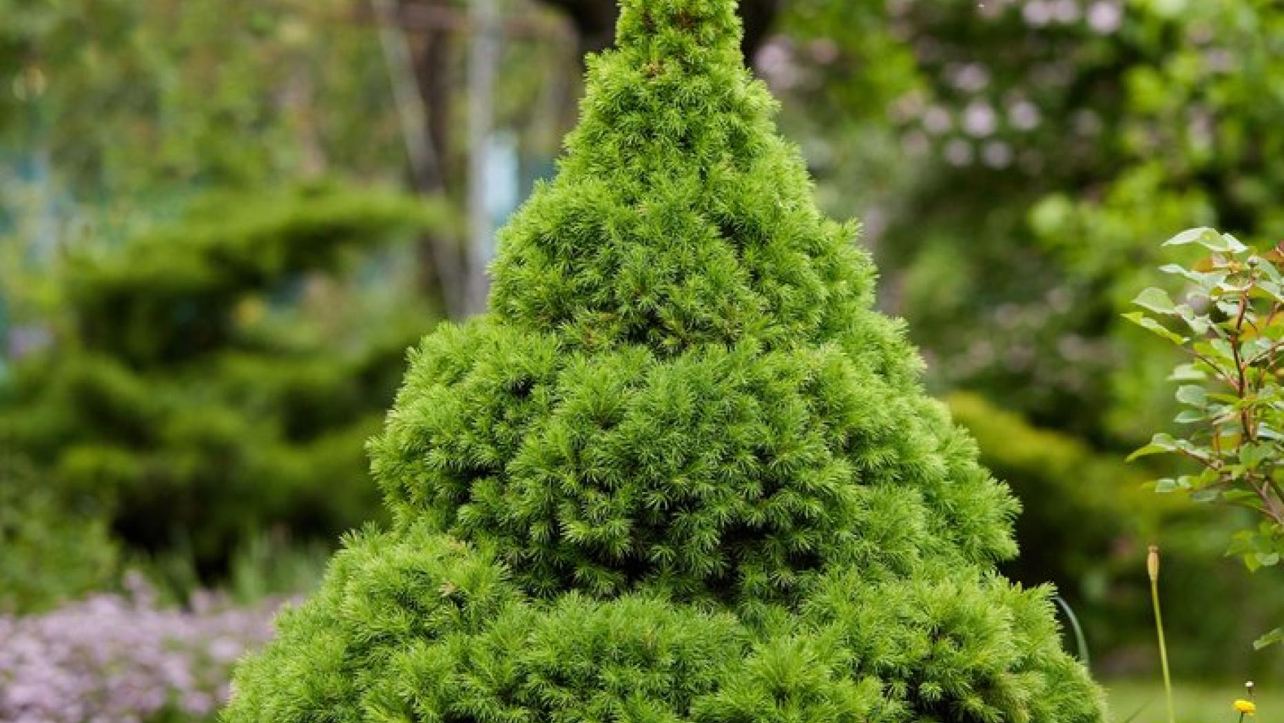 Anspruchslose Zuckerhutfichte für den kleinen Garten