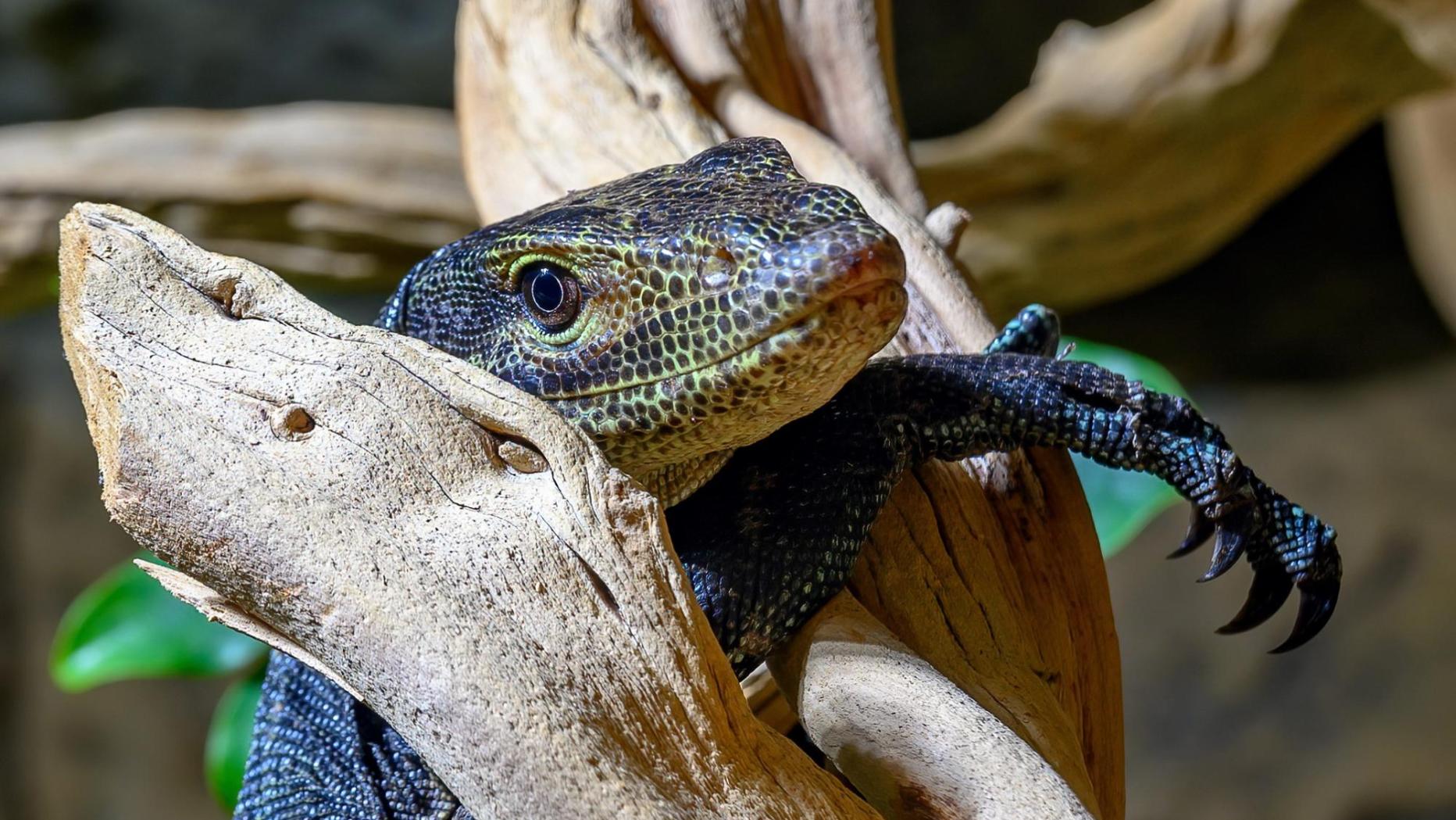 Neuzugang im Haus des Meeres Bunte Warane in Wien zu sehen