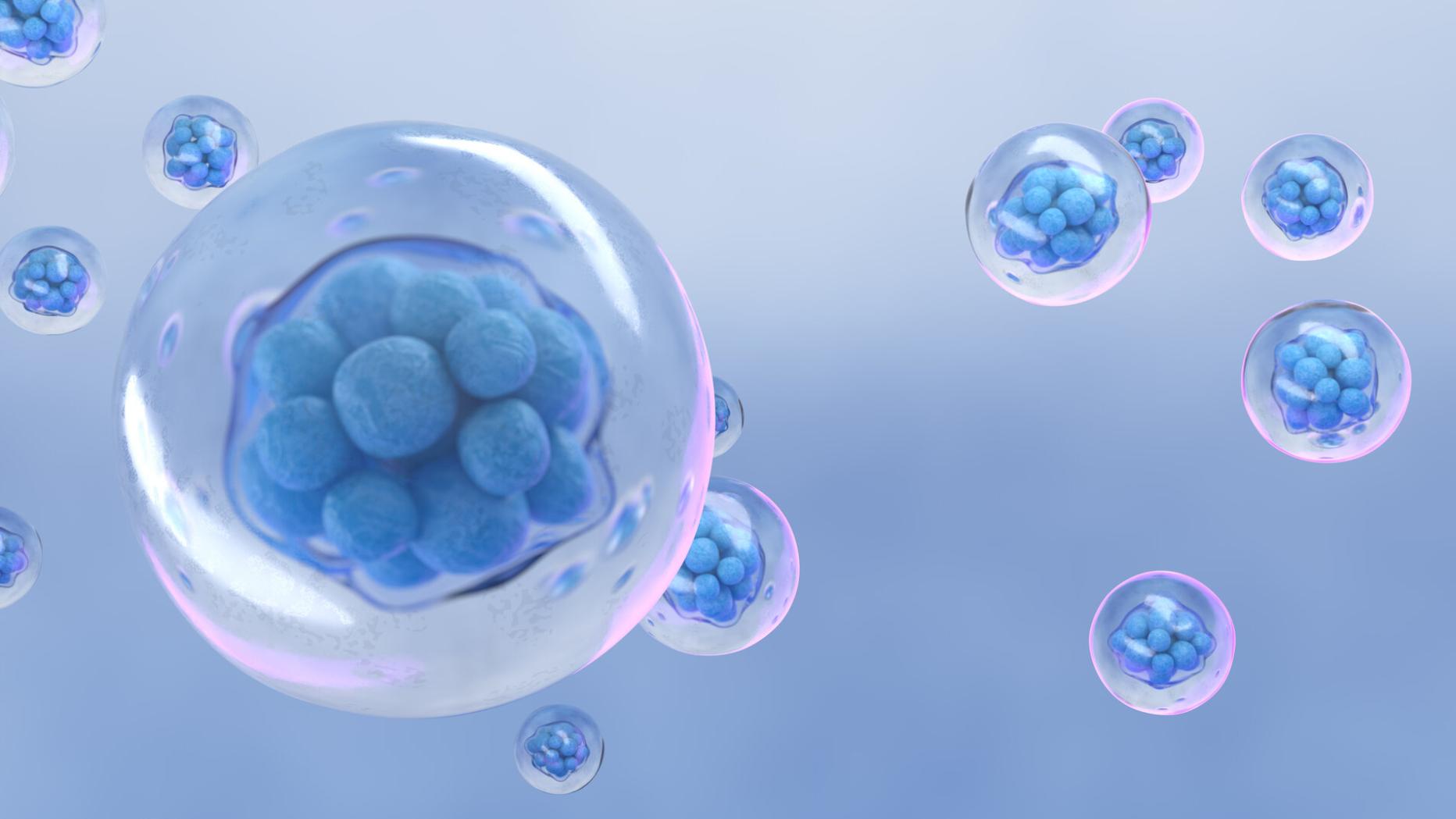 Embryomodelle Neue Einblicke in die Entstehung menschlichen Lebens