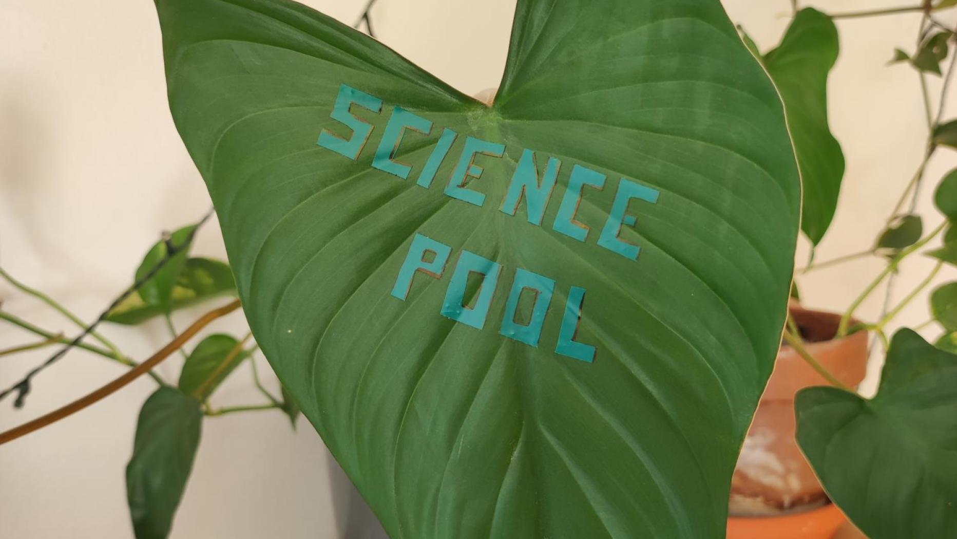 Chlorophyll-Bilder: Wie man mit Licht zeichnen kann