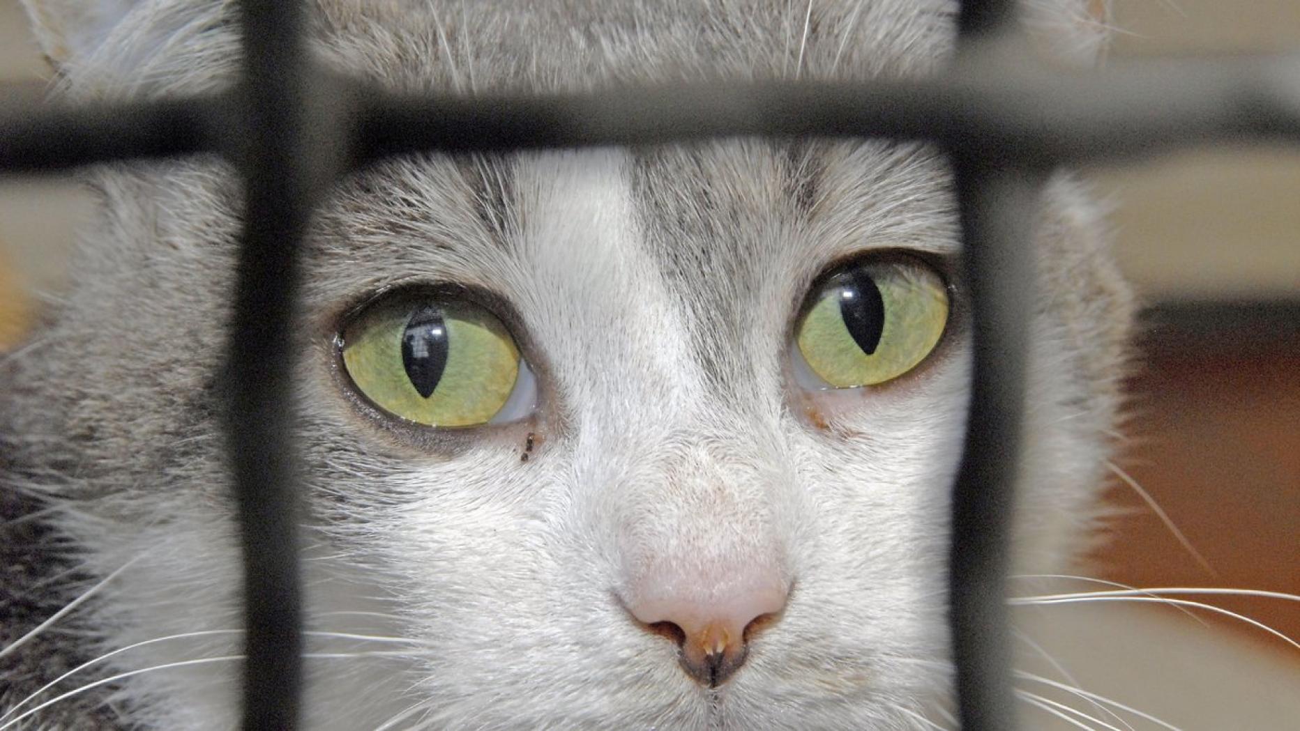 Die Katze aus dem Tierheim