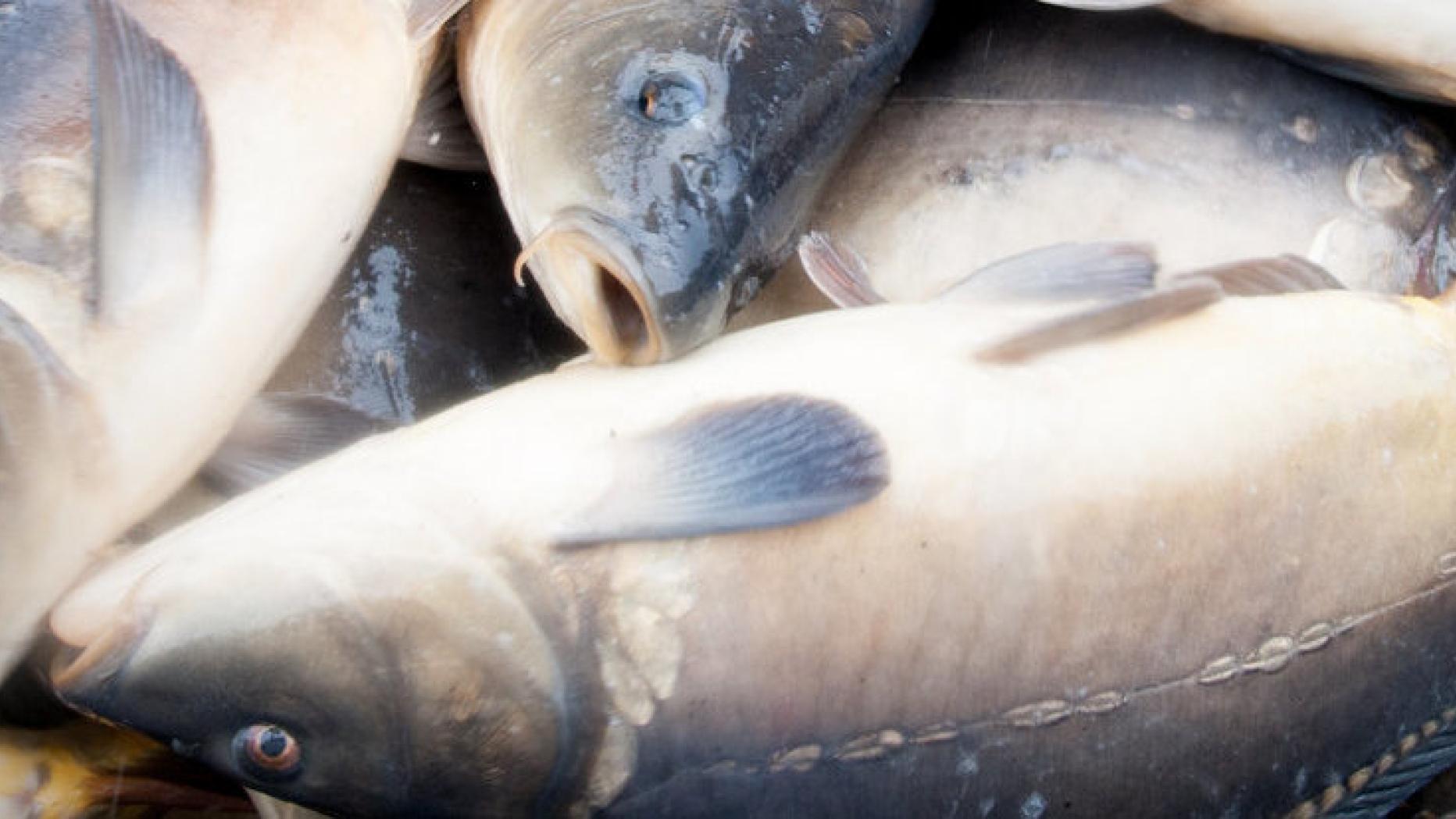 Wenig Fisch in heimischen Teichen  kurier.at