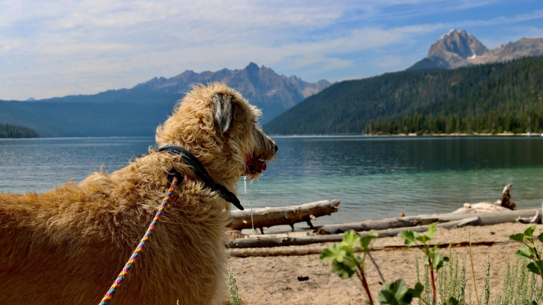 Image for Achtung vor Blaualgen: Hund nach Spaziergang am See verendet
