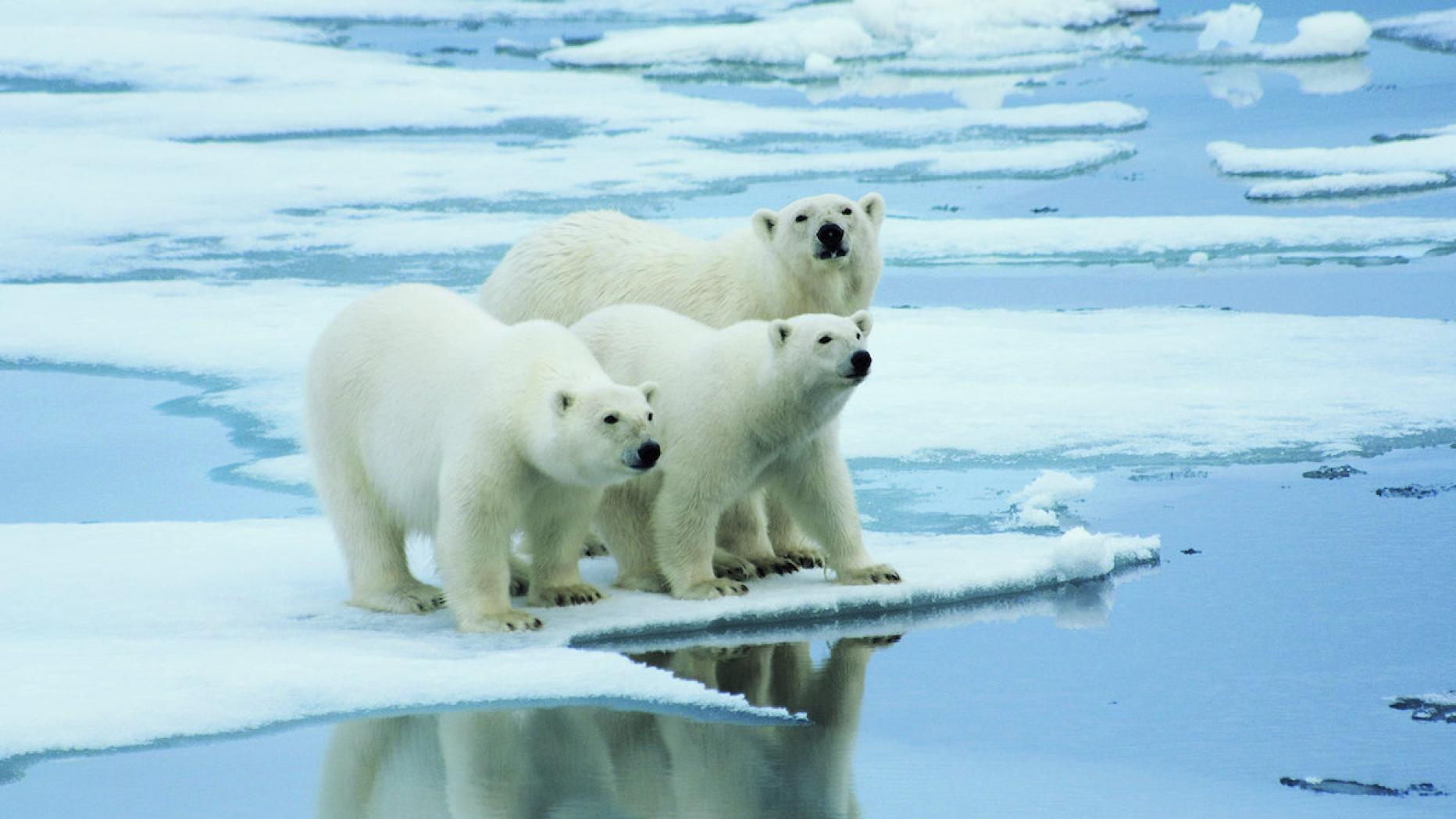 Арктика жизнь белого медведя. Карское море белый медведь. Белый медведь Северный полюс. Карское море животный мир. Полярные медведи Северный полюс.
