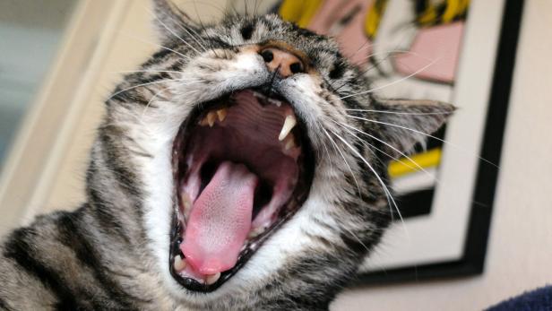 Eine getigerte Katze reißt ihr Maul weit auf und zeigt Zähne und Zunge.