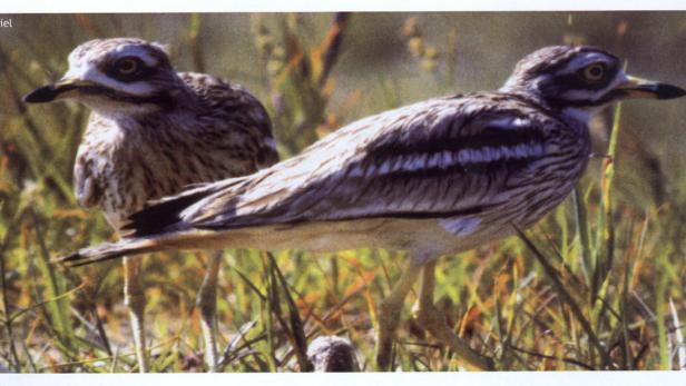 Zwei Triel-Vögel stehen im Gras.
