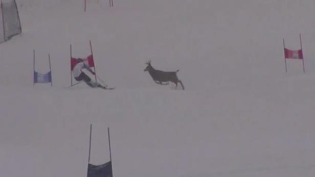 Video: Hirsch rammt beinahe Ski-Star