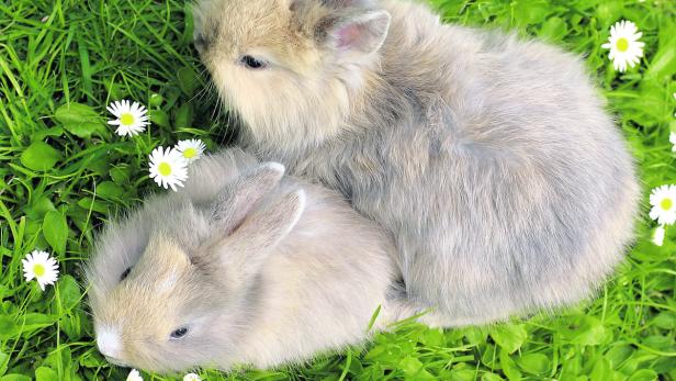 Kontaktfreudig: Kaninchen sind soziale Tiere. Das Kennenlernen stresst sie dennoch.