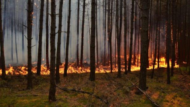NIEDERÖSTERREICH: WALDBRAND IM BEZIRK NEUNKIRCHEN