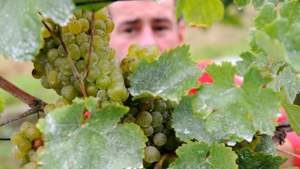 Ein Mann blickt durch Weinreben mit reifen, grünen Trauben.