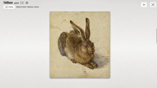 Ein Feldhase, gezeichnet von Albrecht Dürer im Jahr 1502.