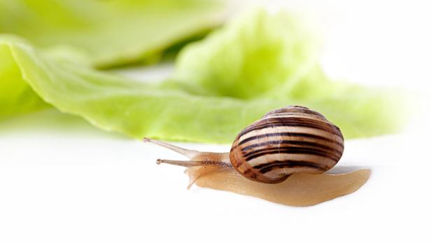 Gefleckte Weinbergschnecke Cornu aspersum