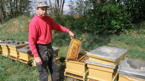 Drama im Bienenparadies: Imkermeister Eigner hofft, dass der Schuldige ausgeforscht werden kann. Der Schaden beträgt 5000 Euro