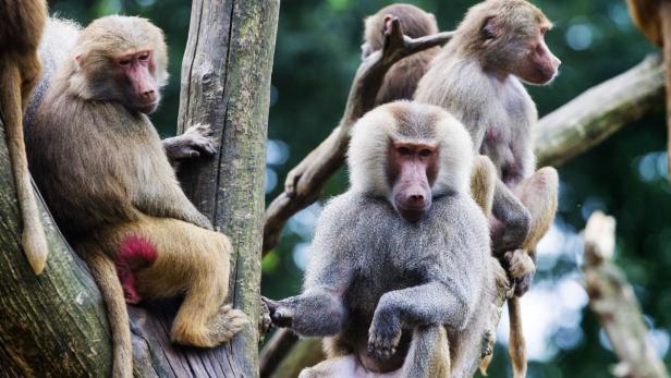 epa03808474 A group of hamadryas baboons sit in a tree in their enclosure at Emmen Zoo in Emmen, the Netherlands, 31 July 2013. Emmen zoo&#039;s baboons behave strangely as they do not eat and sit close together looking at trees and a small corner of their island. The cares have no explanation for their behaviour. A few years back the same group of baboons showed the similar behavior of mass apathy. EPA/VINCENT JANNINK