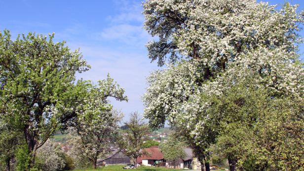 Virus attackiert Birnbaumkulturen und dämpft die Freude über Prachtblüte