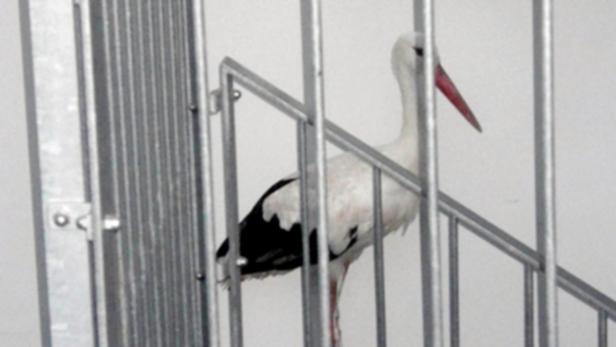 APA13990746-2 - 03082013 - WELS - ÖSTERREICH: ZU APA 131 CI - Ein Storch, der sich am Freitag, 2. August 2013, in ein Stiegenhaus in Wels, Oberösterreich verirrt hat. Der Vogel wurde von der Feuerwehr ins Freie gebracht. +++ WIR WEISEN AUSDRÜCKLICH DARAUF HIN, DASS EINE VERWENDUNG DES BILDES AUS MEDIEN- UND/ODER URHEBERRECHTLICHEN GRÜNDEN AUSSCHLIESSLICH IM ZUSAMMENHANG MIT DEM ANGEFÜHRTEN ZWECK ERFOLGEN DARF - VOLLSTÄNDIGE COPYRIGHTNENNUNG VERPFLICHTEND +++ APA-FOTO: FF WELS