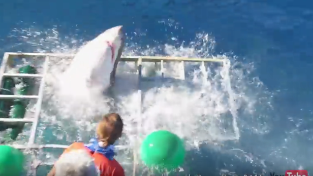 Schock für Taucher: Weißer Hai drang in Schutzkäfig ein