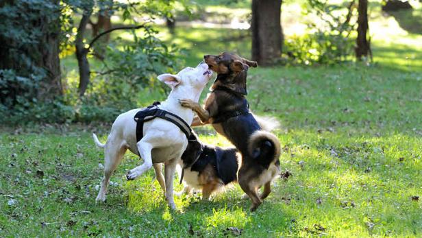 Wien: Hundegebühr wird kräftig erhöht