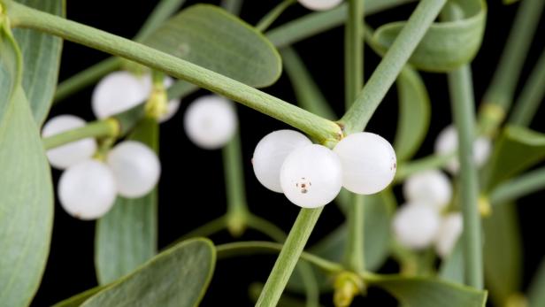 Nahaufnahme von Mistelzweigen mit weißen Beeren vor schwarzem Hintergrund.