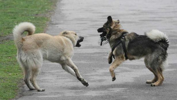 Hundesteuer: "Tierschutz vergessen"