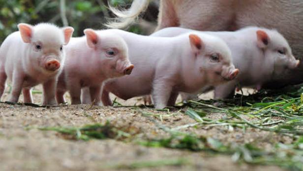 Streit um Schweinehaltung: Lösung in Sicht
