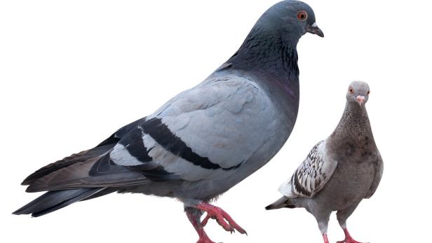 Zwei Tauben stehen vor einem weißen Hintergrund.