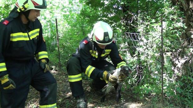 Zwei Feuerwehrleute retten ein kleines Schaf aus einem Zaun.