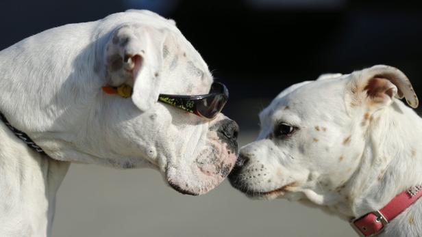 Zwei weiße Boxerhunde, einer mit Sonnenbrille, stehen Nase an Nase.