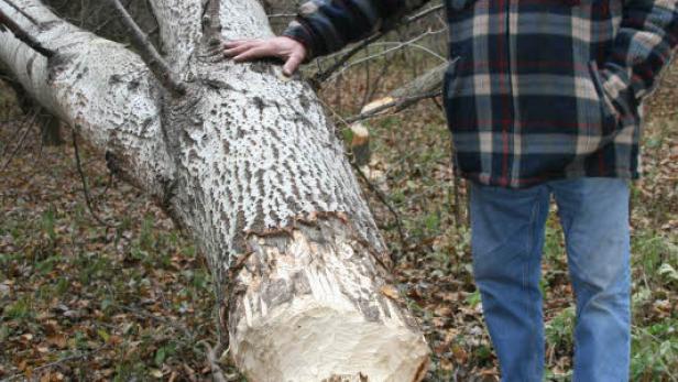 Keine Gnade in Gnadendorf: Riesenbiber legt Bäume flach