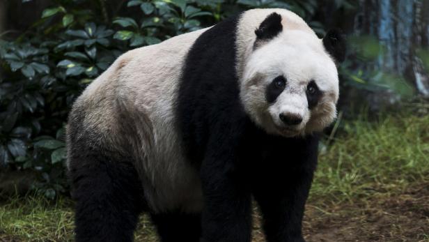 Jia Jia im Ocean Park in Hongkong.