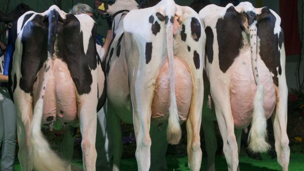 Die Rückansicht von drei Holstein-Kühen auf einer Viehausstellung.