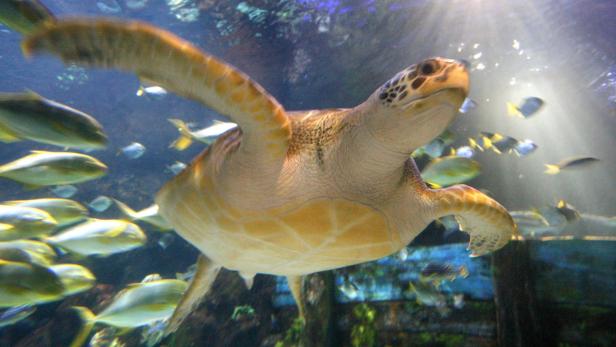 Caretta caretta kehrt nach zwölf Wanderjahen im Ozean an ihren Heimatstrand zurück.