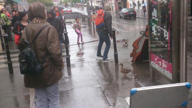 An einem regnerischen Tag stehen Menschen und Enten auf dem Bürgersteig.