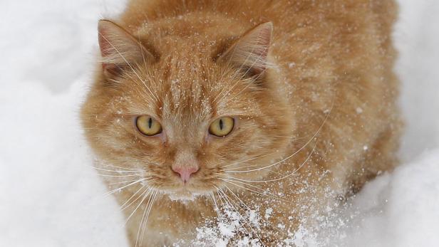 Manche Katzen mögen den Schnee. Insgesamt reduzieren die Tiere aber ihre Aktivitäten.