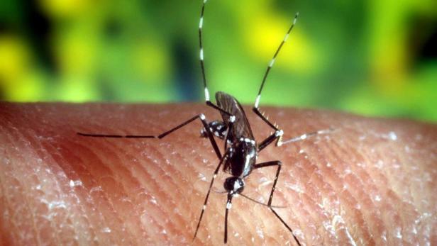 Mit Männchen die Malaria-Mücken bekämpfen