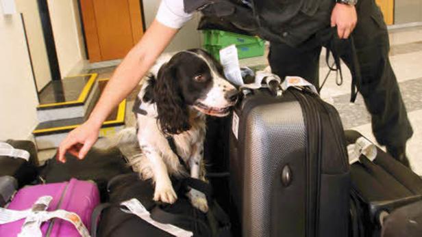 Hund mit Riecher fürs schnelle Geld