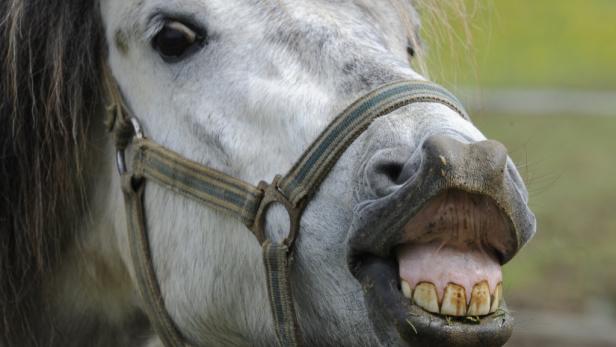 Ein graues Pferd mit Zaumzeug zeigt seine Zähne.
