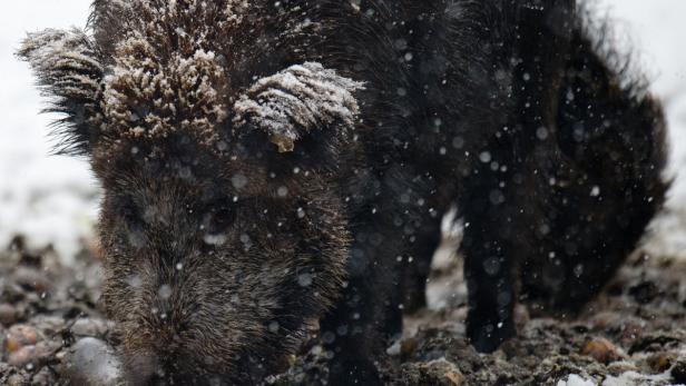 Ein Wildschwein müsste man sein. Dichtes Winterfell schützt die Waldbewohner vor jeder Kälte. Futter finden die Allesfresser beim Wühlen im Boden.