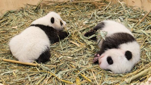 Die Panda-Zwillinge (hier nach eineinhalb Monaten) wurden am 7. August geboren