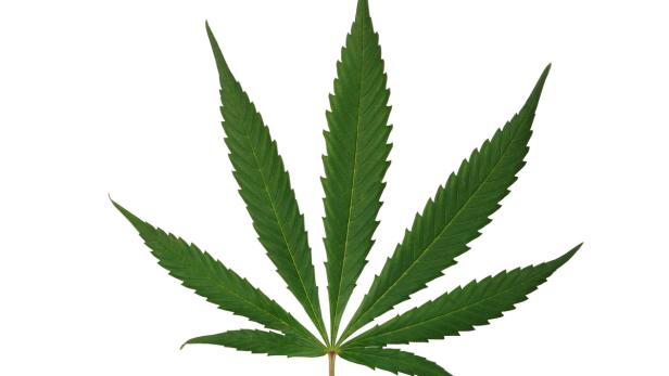 Cannabisblätter in unverarbeiteter Form