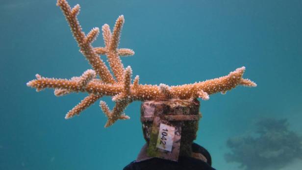 Korallen-Adoption auf Huvafen Fushi