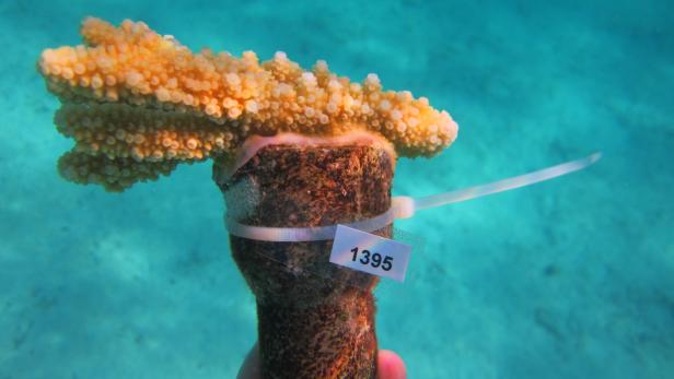 Eine Hand hält ein Stück Koralle mit der Nummer 1395 unter Wasser.