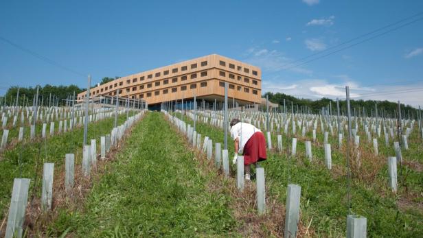 Mit der Region verwachsen: Erzherzog-Johann-Wein wird angebaut