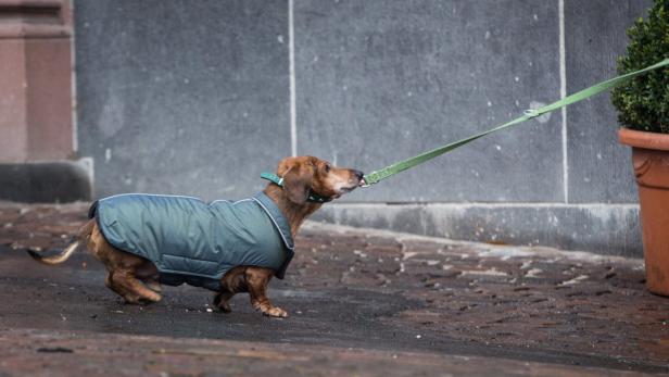 Ein Dackel mit Mantel zieht an einer grünen Leine, die an einem Topf mit Buchsbaum befestigt ist.
