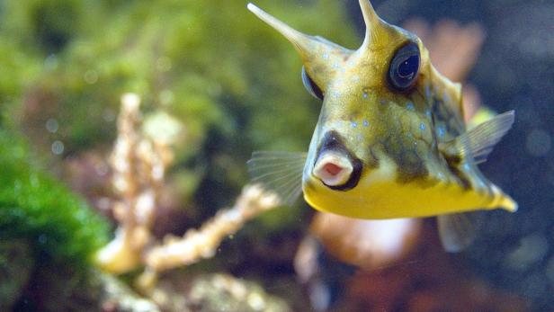 Der "herzigste Fisch der Welt" im Haus des Meeres