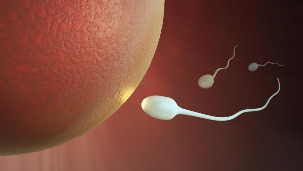 Wie Spermium und Ei zueinander finden