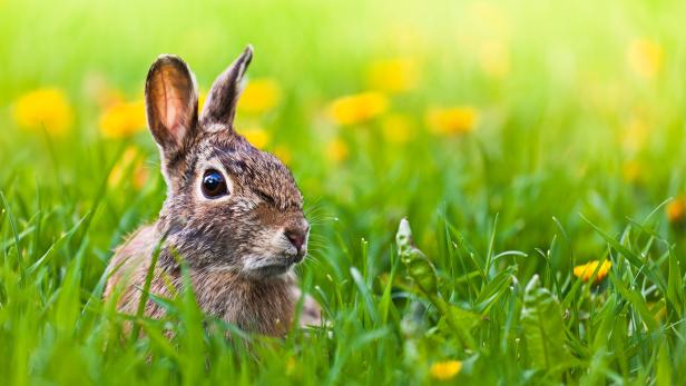 Ein brauner Hase sitzt im grünen Gras mit gelben Blumen.