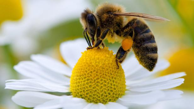 Bienenverluste durch Winterkälte und Milben Bienen werden immer wieder Heilfunktionen zugeschrieben.