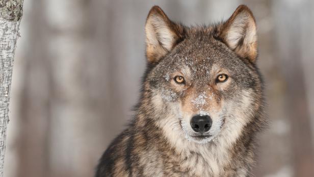 Schon Wolf war "bester Freund des Menschen"